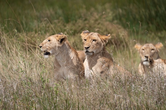 Serengeti National Park